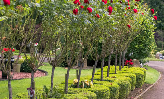 Banbury Crematorium Garden